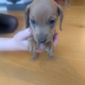 Dachshund (Miniature Smooth Haired)