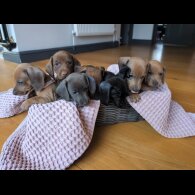 Dachshund (Miniature Smooth Haired)