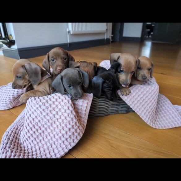 Dachshund (Miniature Smooth Haired)