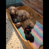 Dachshund (Miniature Smooth Haired)