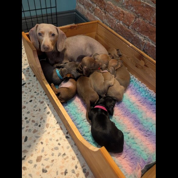 Dachshund (Miniature Smooth Haired)