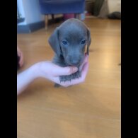 Dachshund (Miniature Smooth Haired)