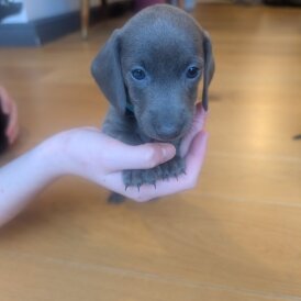 Dachshund (Miniature Smooth Haired)