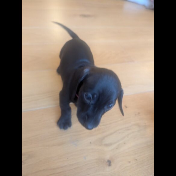 Dachshund (Miniature Smooth Haired)