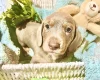 Dachshund (Miniature Smooth Haired)