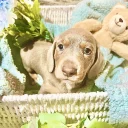 Dachshund (Miniature Smooth Haired)