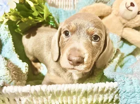 Dachshund (Miniature Smooth Haired)