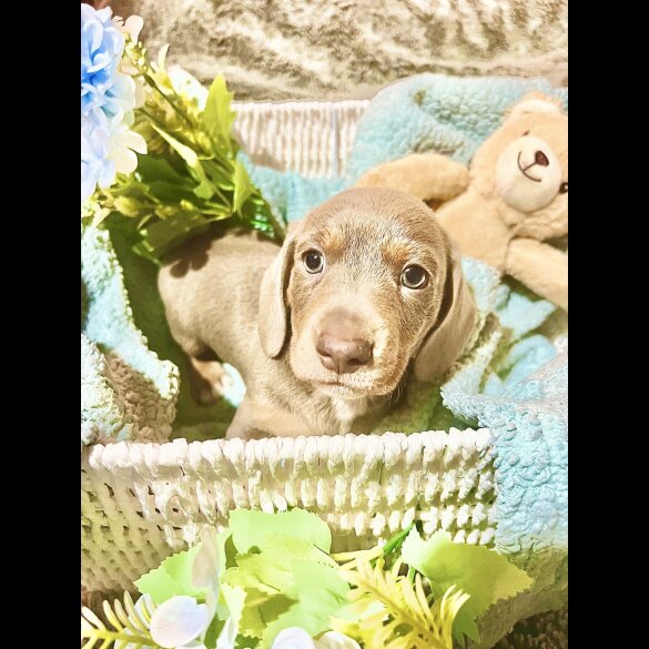 Dachshund (Miniature Smooth Haired)