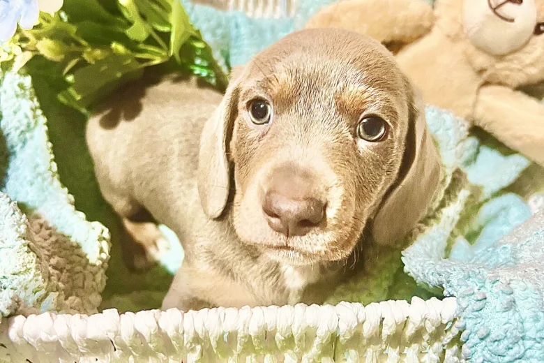 Dachshund (Miniature Smooth Haired)