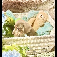 Dachshund (Miniature Smooth Haired)