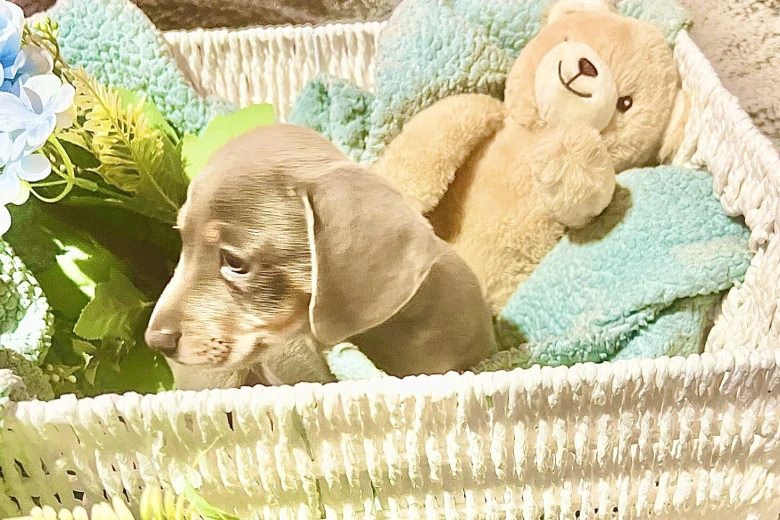 Dachshund (Miniature Smooth Haired)