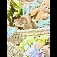 Dachshund (Miniature Smooth Haired)