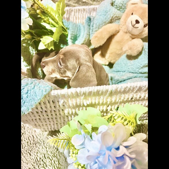 Dachshund (Miniature Smooth Haired)