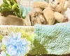 Dachshund (Miniature Smooth Haired)