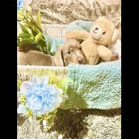 Dachshund (Miniature Smooth Haired)