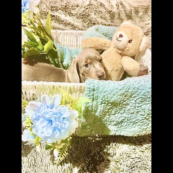 Dachshund (Miniature Smooth Haired)