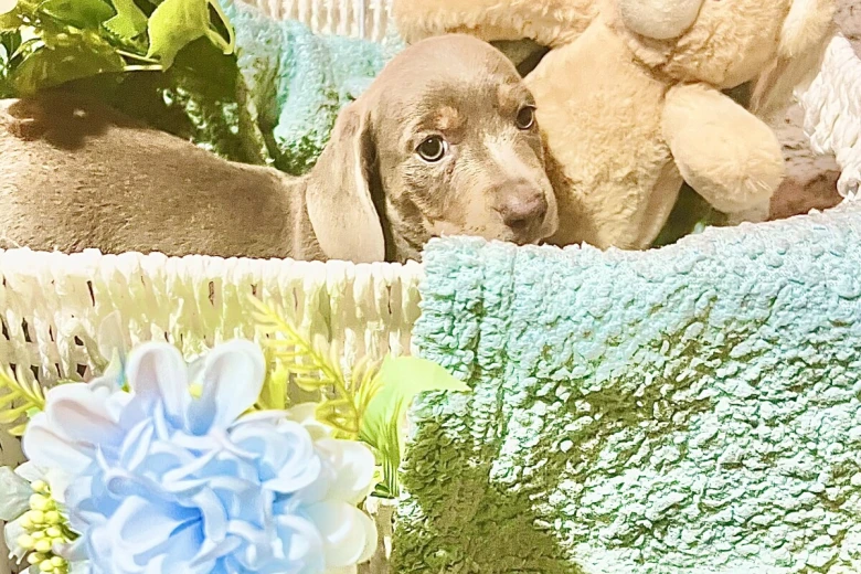 Dachshund (Miniature Smooth Haired)