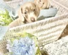 Dachshund (Miniature Smooth Haired)