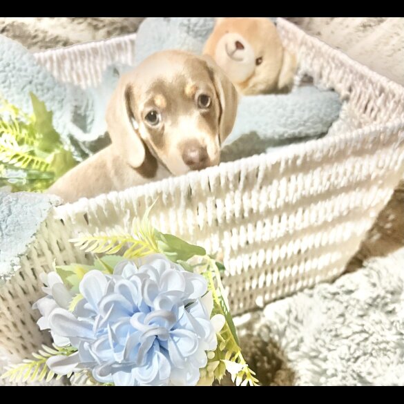 Dachshund (Miniature Smooth Haired)