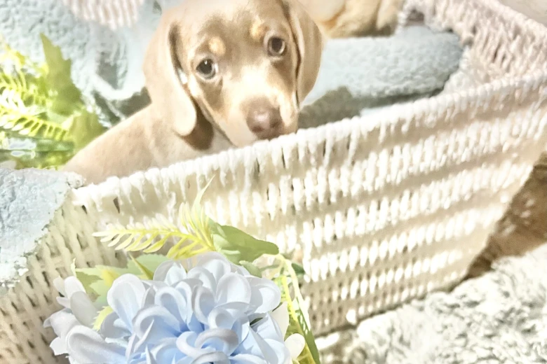 Dachshund (Miniature Smooth Haired)