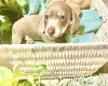 Dachshund (Miniature Smooth Haired)