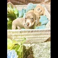 Dachshund (Miniature Smooth Haired)