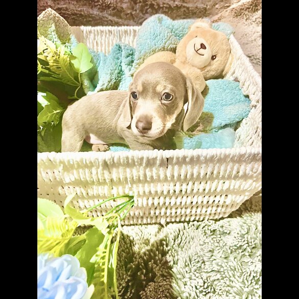 Dachshund (Miniature Smooth Haired)