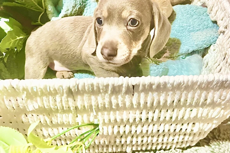 Dachshund (Miniature Smooth Haired)