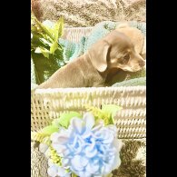 Dachshund (Miniature Smooth Haired)