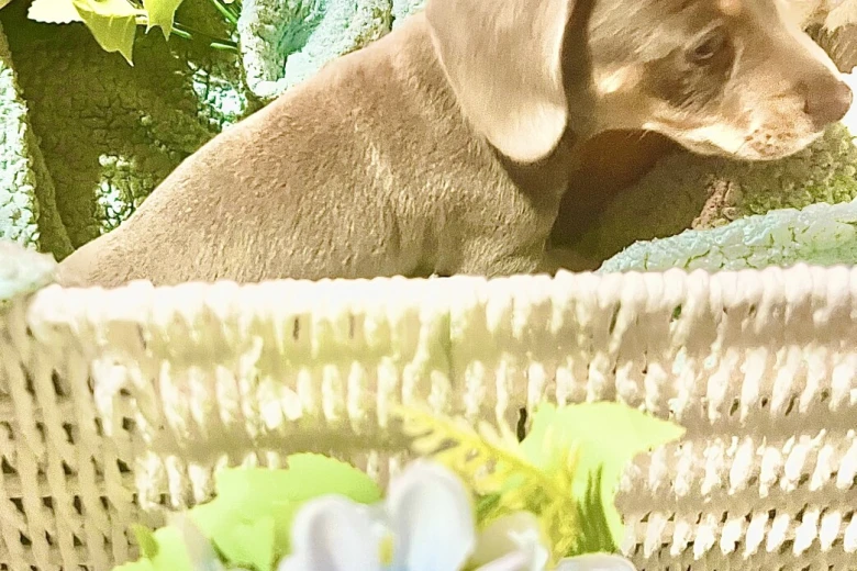 Dachshund (Miniature Smooth Haired)