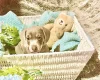 Dachshund (Miniature Smooth Haired)