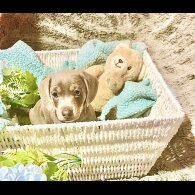 Dachshund (Miniature Smooth Haired)