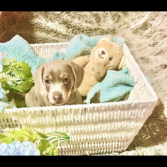 Dachshund (Miniature Smooth Haired)