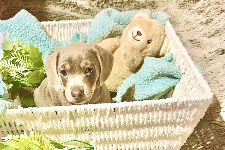 Dachshund (Miniature Smooth Haired)