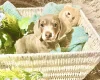 Dachshund (Miniature Smooth Haired)