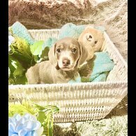 Dachshund (Miniature Smooth Haired)