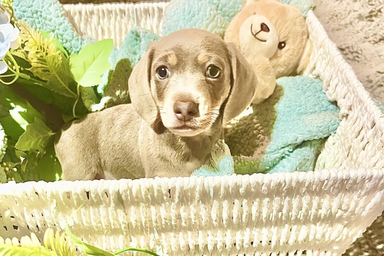 Dachshund (Miniature Smooth Haired)