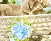 Dachshund (Miniature Smooth Haired)