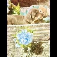 Dachshund (Miniature Smooth Haired)