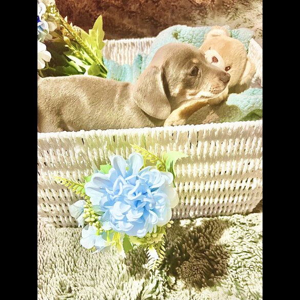 Dachshund (Miniature Smooth Haired)