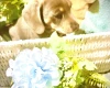 Dachshund (Miniature Smooth Haired)