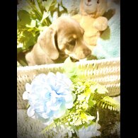 Dachshund (Miniature Smooth Haired)