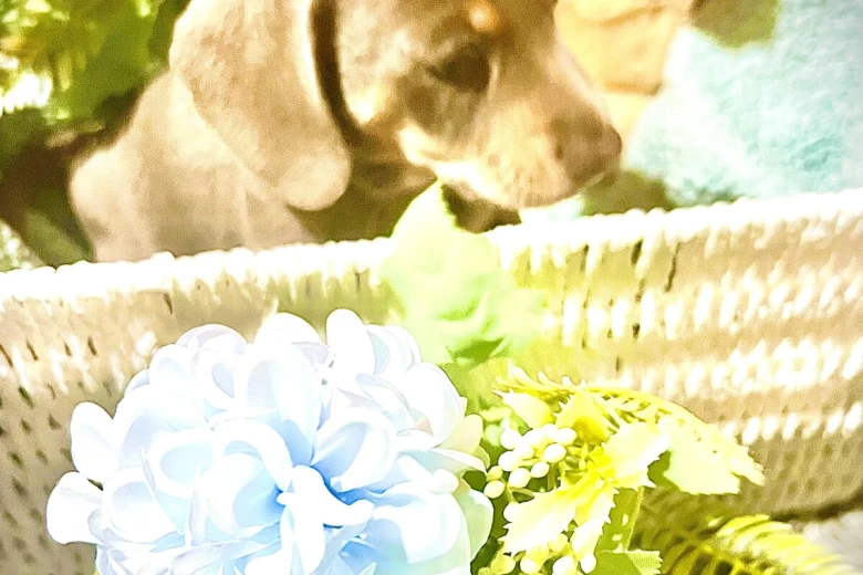 Dachshund (Miniature Smooth Haired)