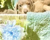 Dachshund (Miniature Smooth Haired)