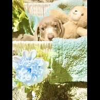 Dachshund (Miniature Smooth Haired)