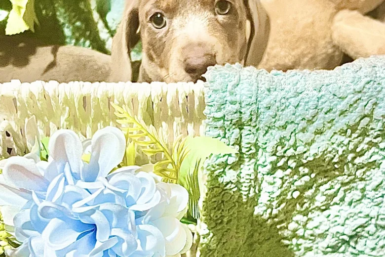 Dachshund (Miniature Smooth Haired)