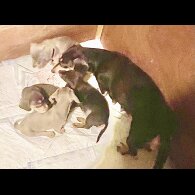 Dachshund (Miniature Smooth Haired)