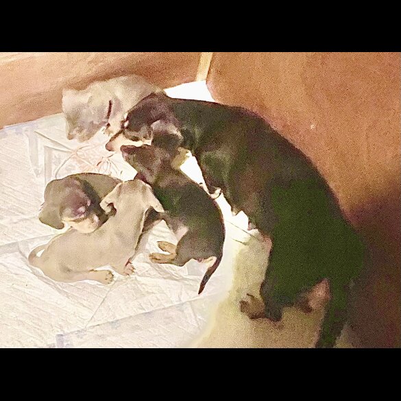 Dachshund (Miniature Smooth Haired)