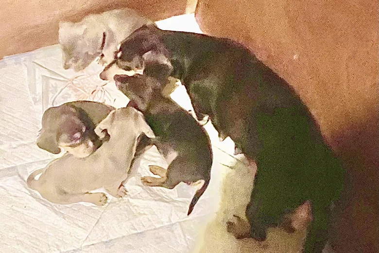 Dachshund (Miniature Smooth Haired)
