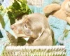 Dachshund (Miniature Smooth Haired)